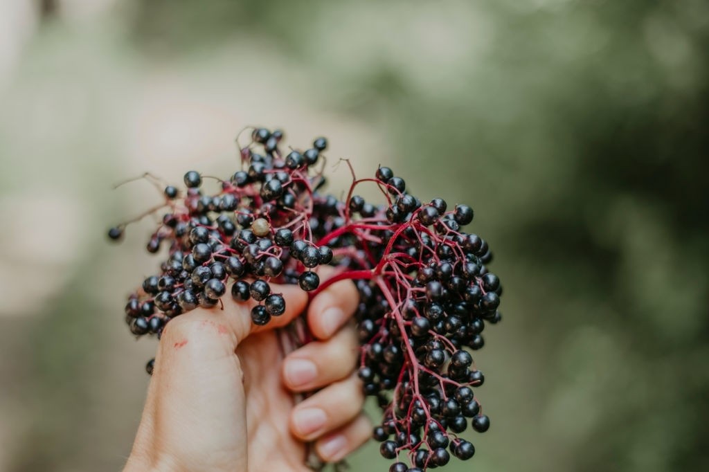 do elderberry gummies work