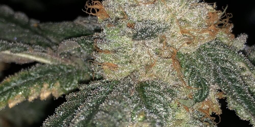 Aroma and aroma for fascinating weed feminized Ice Cream Cake strain