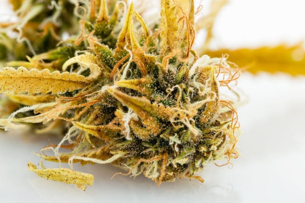 Delta 8 THC Flower Guide Buy Delta 8 Flower Cannabis Copywriter