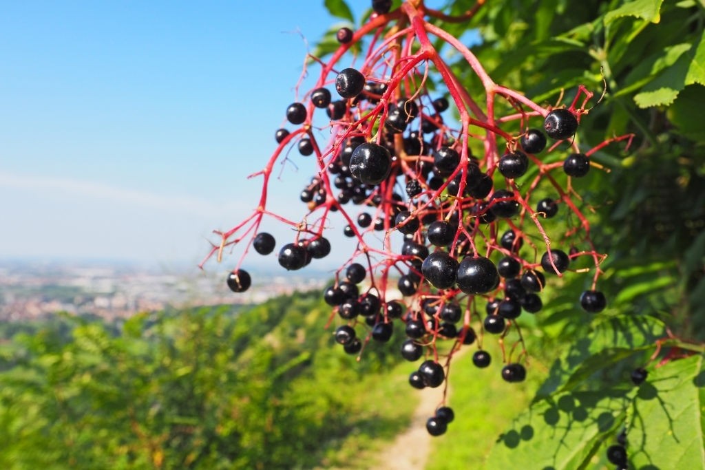 elderberry gummies