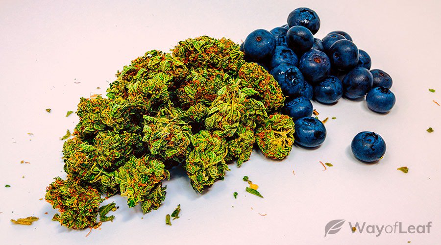 blueberry diesel review