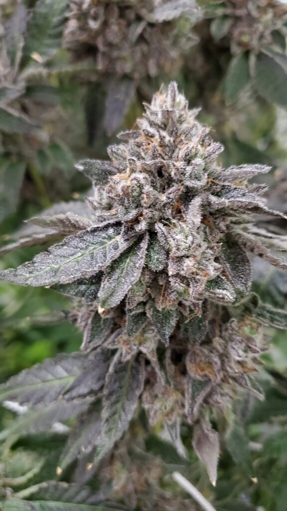 ice cream cake strain